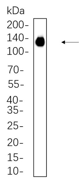 Recombinant PI3-Kinase p110α Monoclonal Antibody (AGEL6230)