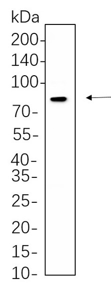 Recombinant Phospho-DRP1 (Ser616) Monoclonal Antibody (AGEL6250)