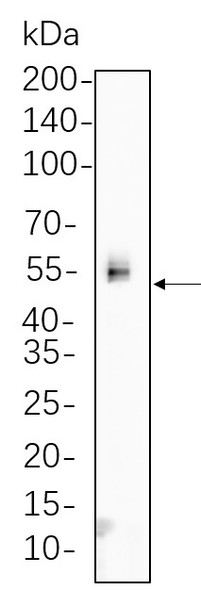 Recombinant Phospho-Chk1 (Ser345) Monoclonal Antibody (AGEL6253)