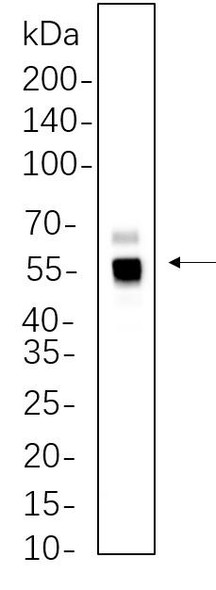 Recombinant Caspase-8 Monoclonal Antibody (AGEL6256)