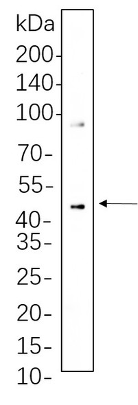 Recombinant Phospho-MEK1/2 (Ser217/221) Monoclonal Antibody (AGEL6257)