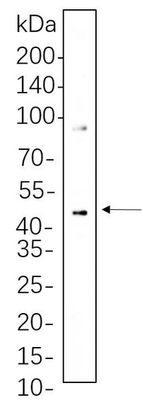 Recombinant Phospho-MEK1/2 (Ser217/221) Monoclonal Antibody (AGEL6257)