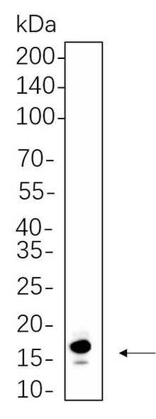 Recombinant Histone H3 (Acetyl Lys36) Monoclonal Antibody (AGEL6258)