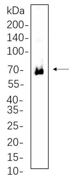 Recombinant Phospho-Zap-70 (Tyr319)/Phospho-Syk (Tyr352) Monoclonal Antibody (AGEL6265)