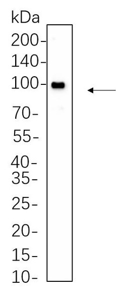 Recombinant EGR1 Monoclonal Antibody (AGEL6267)