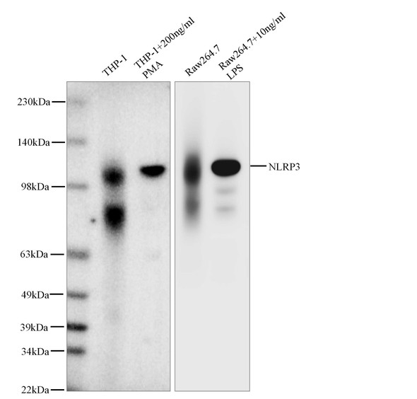 Recombinant NLRP3 Monoclonal Antibody (AGEL6311)