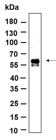 Recombinant Phospho-IRF3 (Ser386) Monoclonal Antibody (AGEL6313)