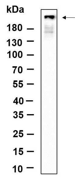 Recombinant Phospho-IRF3 (Ser396) Monoclonal Antibody (AGEL6318)