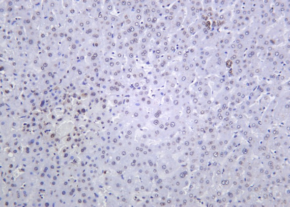 Recombinant Histone H4 (Tri Methyl Lys20) Monoclonal Antibody (AGEL6329)