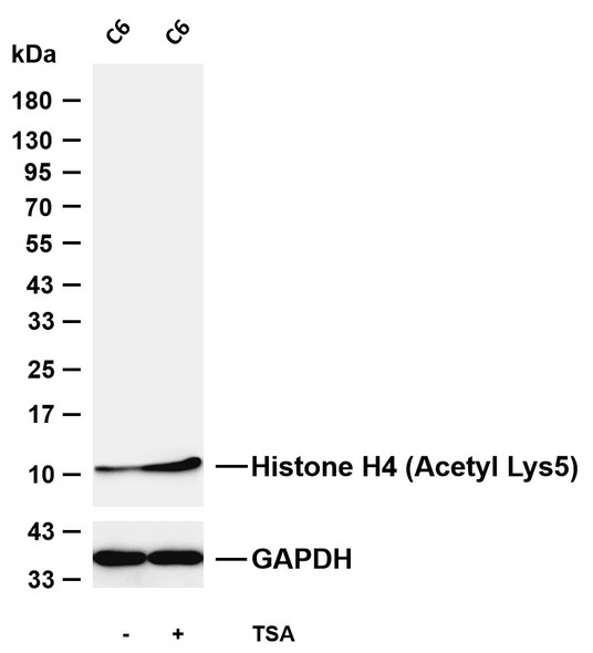 Recombinant Histone H4 (Acetyl Lys5) Monoclonal Antibody (AGEL6334)