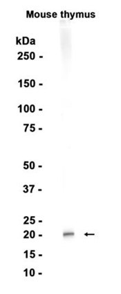 Recombinant CD3 epsilon Monoclonal Antibody (AGEL6346)