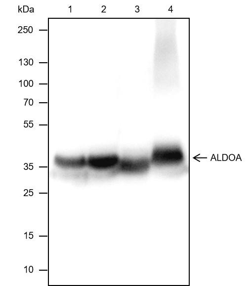 Recombinant ALDOA Monoclonal Antibody (AGEL6360)