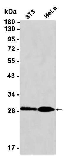 Recombinant BAP31 Monoclonal Antibody (AGEL6372)