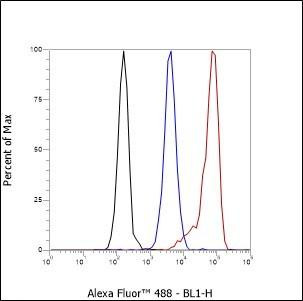 Recombinant Calpain small subunit 1 Monoclonal Antibody (AGEL6382)