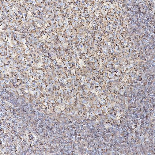Recombinant CCR6 Monoclonal Antibody (AGEL6388)