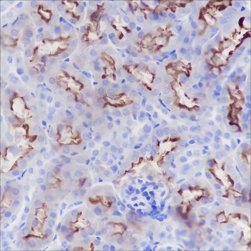Recombinant CD13 Monoclonal Antibody (AGEL6390)