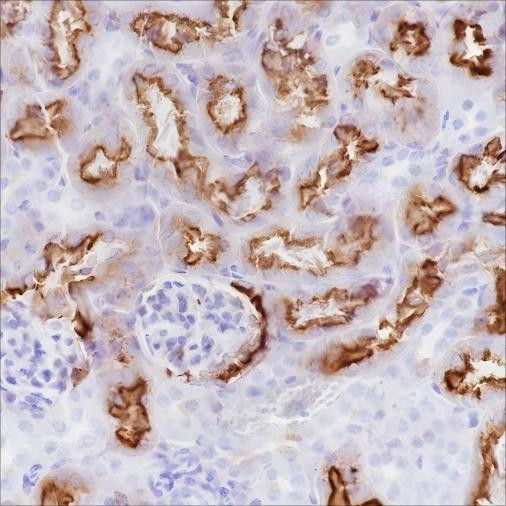 Recombinant CD15/SSEA1 Monoclonal Antibody (AGEL6393)