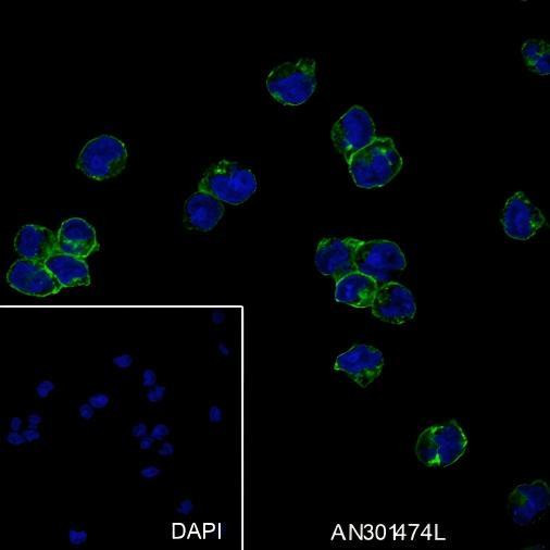 Recombinant CD32B Monoclonal Antibody (AGEL6403)