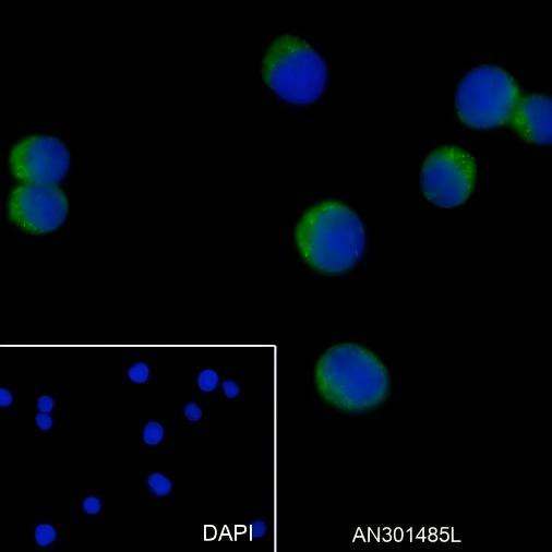 Recombinant CD62P Monoclonal Antibody (AGEL6414)