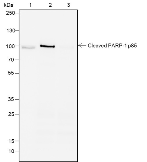 Recombinant Cleaved PARP1 p85 Monoclonal Antibody (AGEL6424)