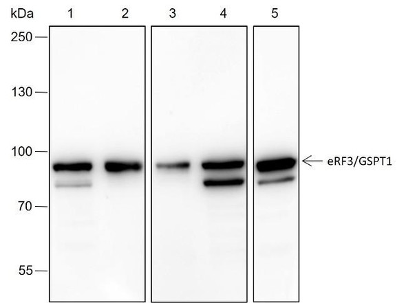 Recombinant eRF3/GSPT1 Monoclonal Antibody (AGEL6440)
