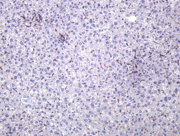 Recombinant F4/80 Monoclonal Antibody (AGEL6447)