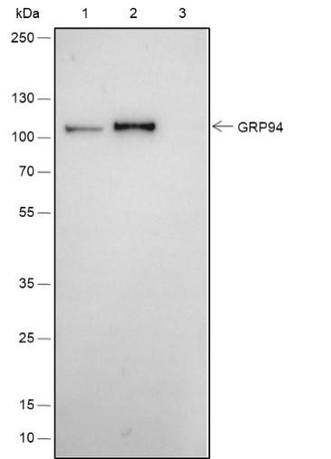 Recombinant GRP94 Monoclonal Antibody (AGEL6471)