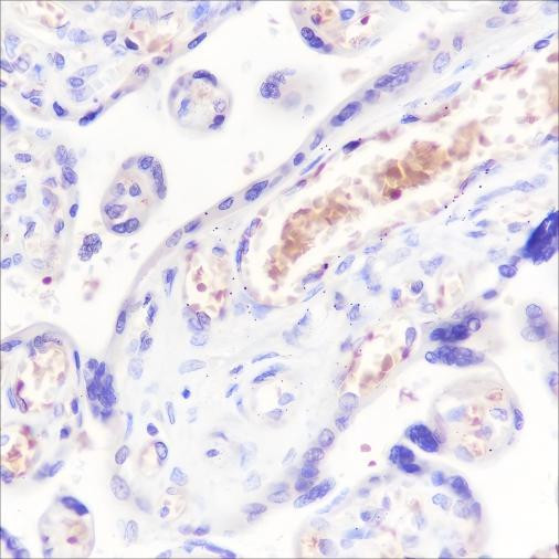 Recombinant Hemoglobin alpha Monoclonal Antibody (AGEL6475)