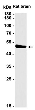 Recombinant Homer1 Monoclonal Antibody (AGEL6484)