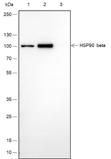 Recombinant HSP90 beta Monoclonal Antibody (AGEL6486)