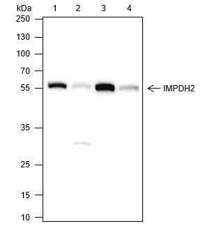Recombinant IMPDH2 Monoclonal Antibody (AGEL6493)