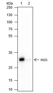 Recombinant ING5 Monoclonal Antibody (AGEL6494)