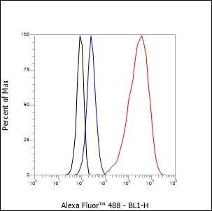 Recombinant Keratin 20 Monoclonal Antibody (AGEL6506)