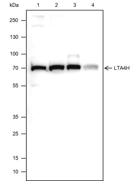 Recombinant LTA4H Monoclonal Antibody (AGEL6517)