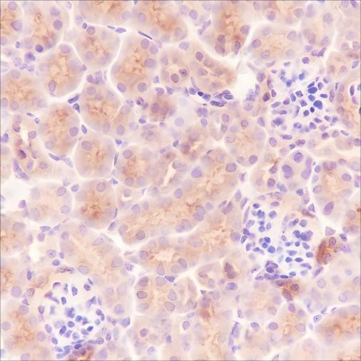 Recombinant Ly-6A/E Monoclonal Antibody (AGEL6519)