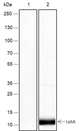 Recombinant Ly-6A/E Monoclonal Antibody (AGEL6519)