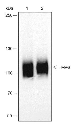 Recombinant MAG Monoclonal Antibody (AGEL6521)