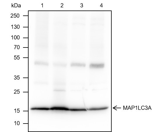 Recombinant MAP1LC3A Monoclonal Antibody (AGEL6524)