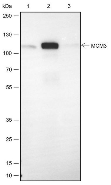Recombinant MCM3 Monoclonal Antibody (AGEL6525)