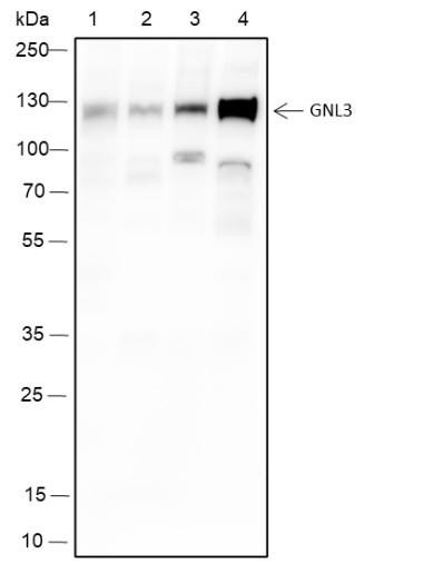 Recombinant MPP8 Monoclonal Antibody (AGEL6530)