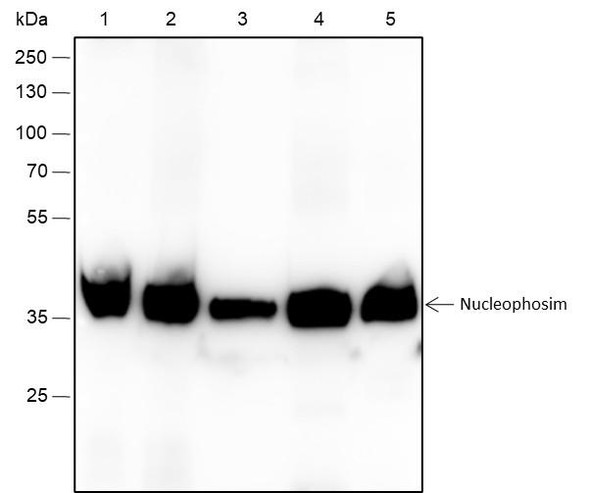 Recombinant NPM1 Monoclonal Antibody (AGEL6540)