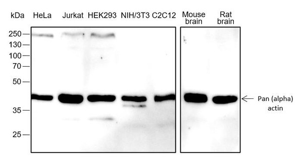 Recombinant Pan-Actin Monoclonal Antibody (AGEL6546)