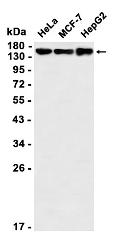 Recombinant PELP1 Monoclonal Antibody (AGEL6553)