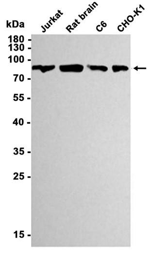Recombinant PI3 Kinase p85 alpha Monoclonal Antibody (AGEL6557)
