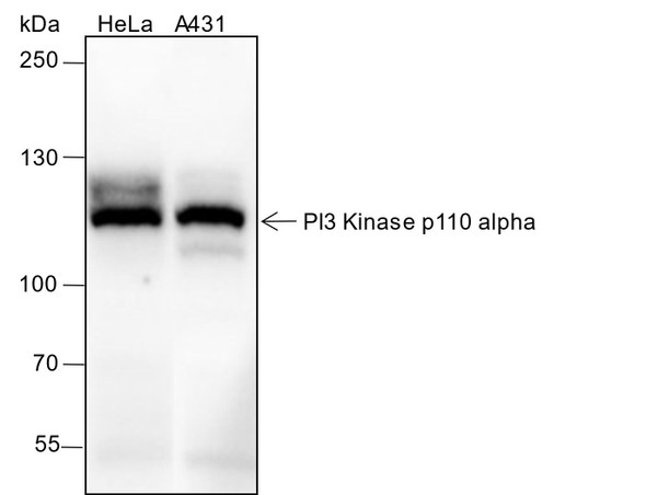 Recombinant PI3 Kinase p110 alpha Monoclonal Antibody (AGEL6558)