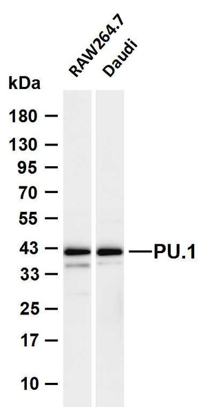 Recombinant PU.1 Monoclonal Antibody (AGEL6572)