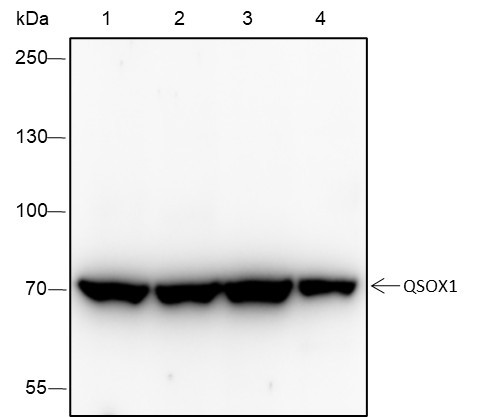 Recombinant QSOX1 Monoclonal Antibody (AGEL6573)