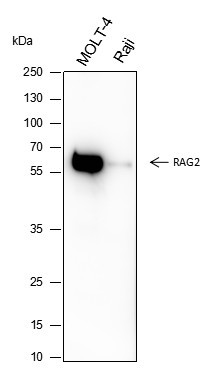 Recombinant RAG2 Monoclonal Antibody (AGEL6575)
