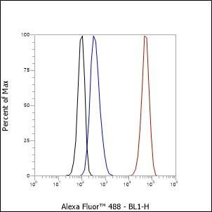 Recombinant SATB1 Monoclonal Antibody (AGEL6580)