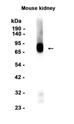 Recombinant SIGIRR Monoclonal Antibody (AGEL6585)